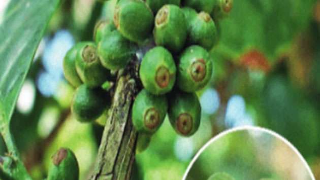 How India’s waking up to coffees that can beat climate change