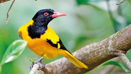 A Naturalist’s Guide to the Birds of Sri Lanka