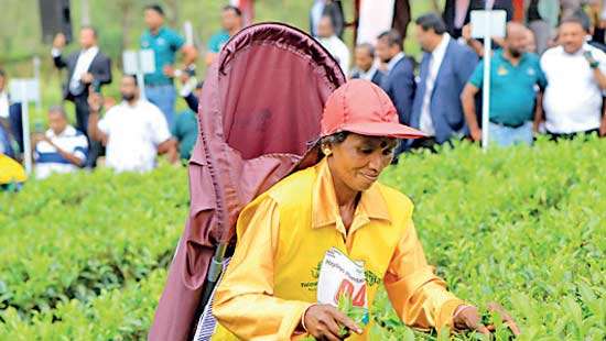Hayleys Plantations hosts Best Tea Harvester Competition