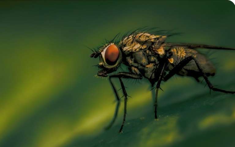 Rise in flies poses risk of diarrhoea and contagious viral fever