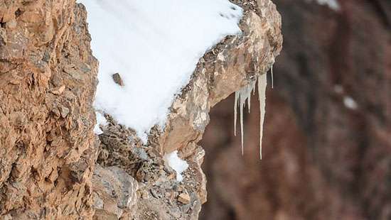 Can you spot the snow leopard?