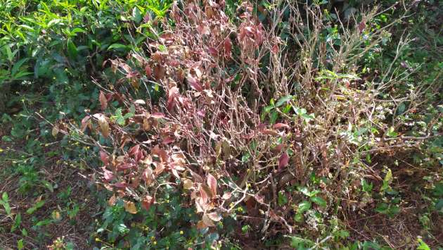 Frost and heavy rains hit tea and vegetable crops in Nuwara Eliya