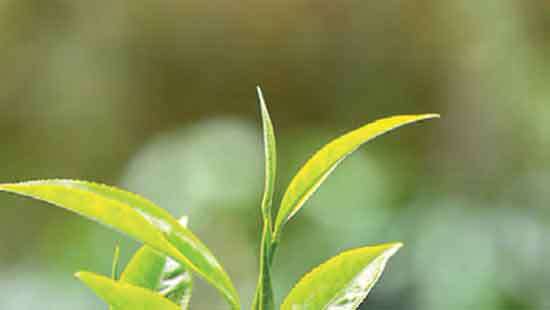 Colombo Tea Auction offering dips to 5.8 MnKgs this week