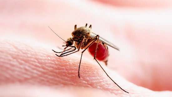 GMOA sounds alarm; at least 2,500 Dengue cases every week