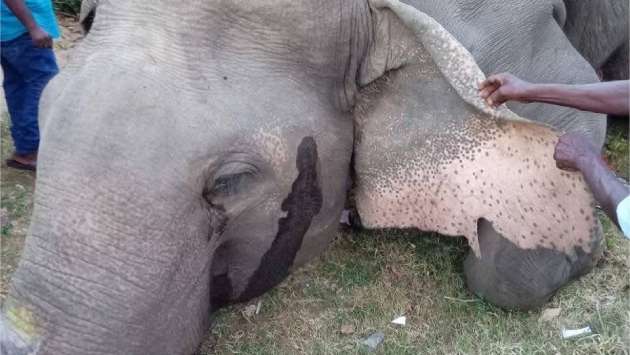 Wild elephant killed by train in Gallella