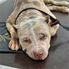Pawtopia owner, suspect arrested over dog’s death in Negombo