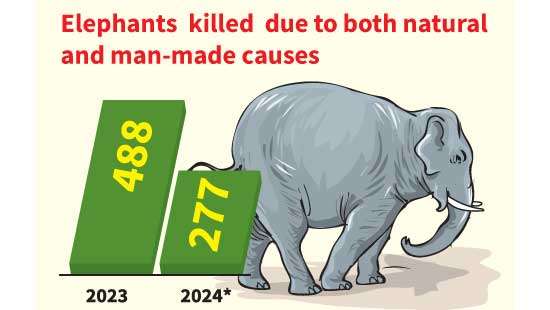 Wee-hour wildlife tragedy: two jumbos knocked down to death by fuel carriage train