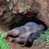 Tragic end for wild jumbo after rescue attempt fails in Thanamalwila