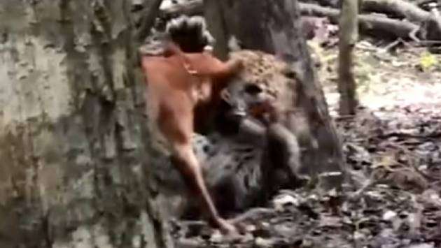 Wildlife Dept. refutes claims of dogs used as bait for leopards