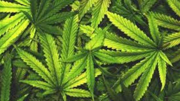 Sri Lanka approves first legal cannabis cultivation by foreign investors