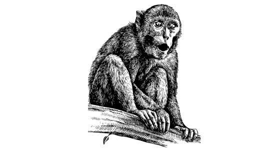 Crop damage in Sri Lanka Does sending Toque Macaques to China solve the problem?