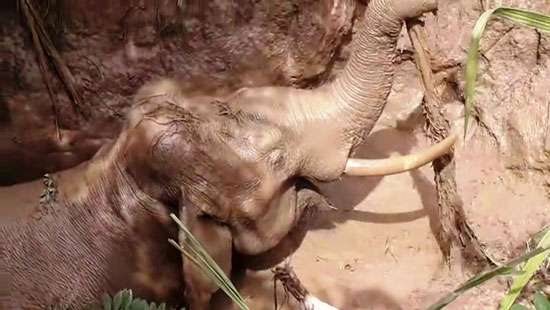 Tusker saved from drowning