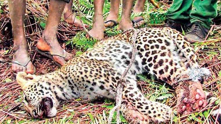 Legal action against wildlife officers if proven responsible for death