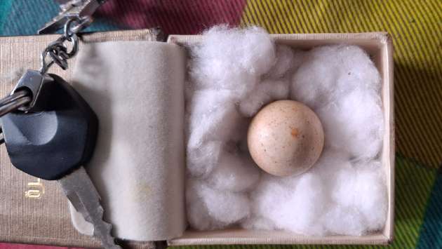 PS member trying to sell gem for Rs. 500 mn, arrested