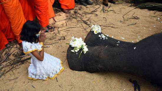 Floral tribute to ’Nedungamuwe Raja’