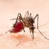Health experts reject PM’s claims linking dengue surge to ‘new strain’