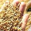 Agrarians reject Yala paddy prices, demand Rs. 140 per kg