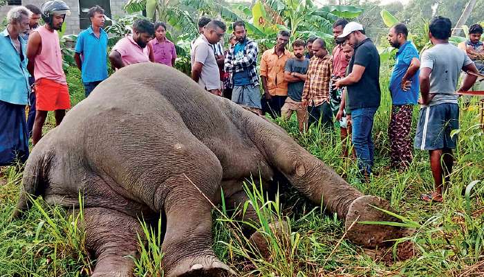 Wildlife officials  hunt for those who electrocuted a jumbo  in Welikanda
