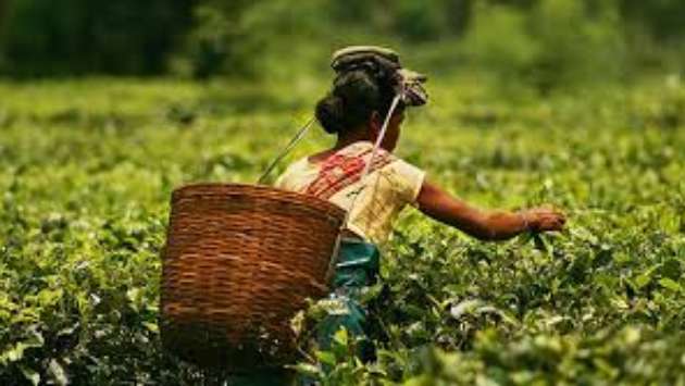 President assures Rs. 1,750 daily wage for plantation workers within this year