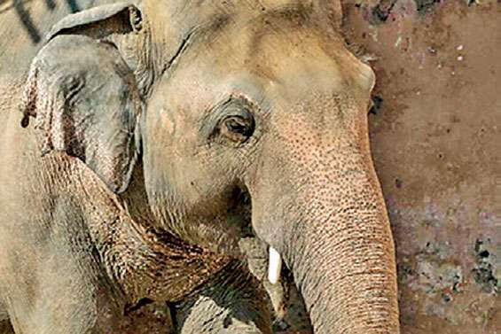 SL agrees to send two elephants to Pakistan zoo