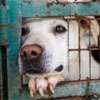 New Animal Welfare Bill: Rs. 250,000 fine, two-year jail for animal cruelty