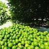 Lime prices up but cultivators incur losses