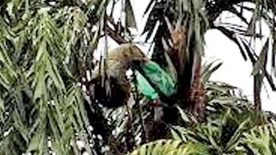 No permit required to tap Kithul toddy: Police