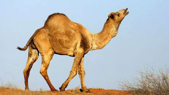 Australian Aboriginal officials approve killing up to 10,000 feral camels
