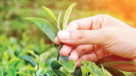 September national tea sales average up US $ 0.06 from last month