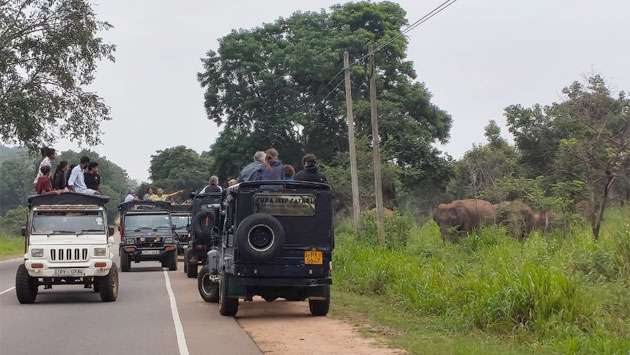 Wild elephants sighted along Habarana–Trincomalee Main Road