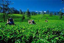 SL to reposition exports to meet new market conditions resulting from COVID-19 crisis