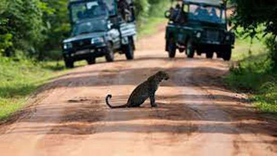 Wildlife Dept blacklists, suspends people, vehicles entering Yala and any national park for three years