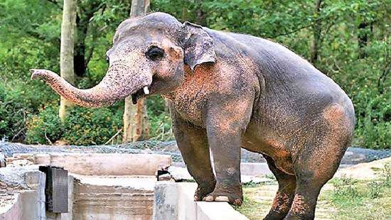 Release of Kaavan from Marghazar Zoo