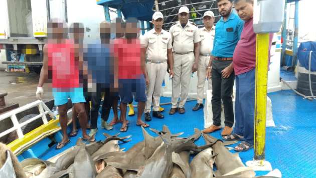 Six arrested with over 850kg of illegal shark meat in Wennappuwa