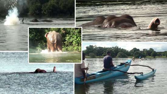 Drowning jumbo rescued…