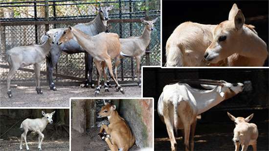 More newborns at Dehiwala zoo