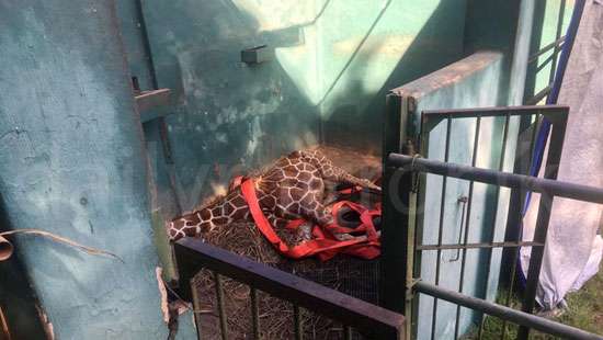 Giraffe dies in Dehiwala zoo