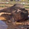 Environment Ministry seeks CID probe into Kawanthissa’s death, suspected elephant killings