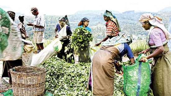 President decides Estate workers’ daily wage to be Rs.1,000 from March