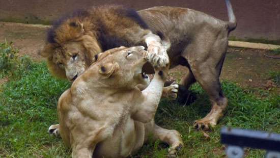 Lion vs. Lioness