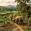 Three elephant corridors opened to address human-elephant conflict