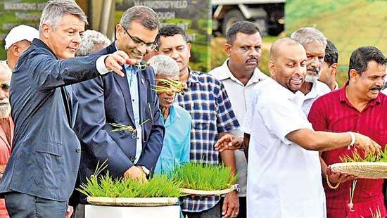 EU and FAO launch 4mn euro initiative to improve efficiency and sustainability of paddy farming