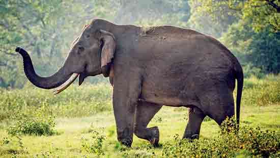 Sri Lanka’s juvenile  tusker population on the rise