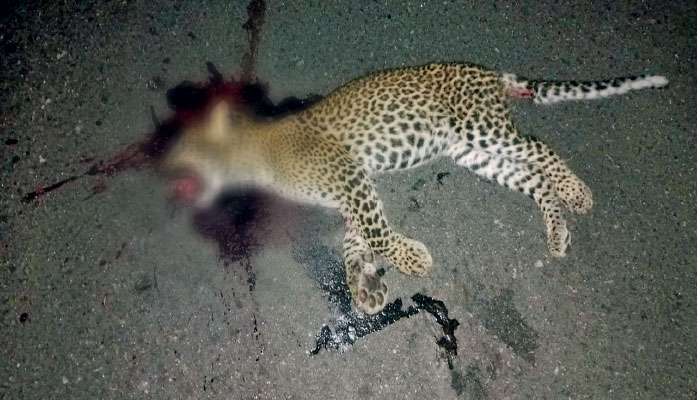 Leopard cub knocked down to death