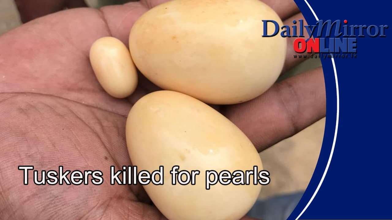 Tuskers killed for pearls