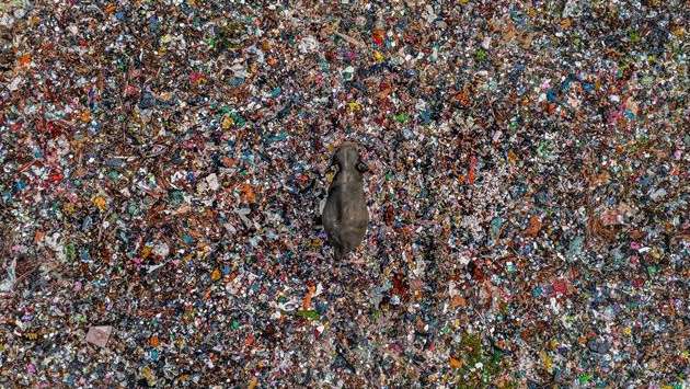 Sri Lankan’s photo shines at wildlife awards