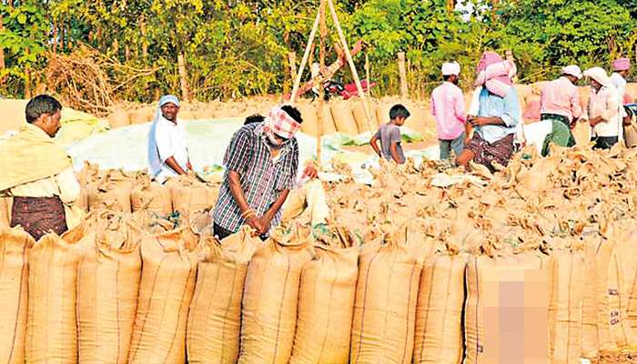 Despite assurances by ministers no paddy purchases are made by PMB
