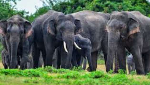 13 jumbos being treated for gun-shot wounds: Wildlife Department
