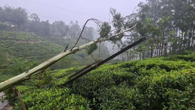 Tree fall cuts power in Talawakelle amid severe weather