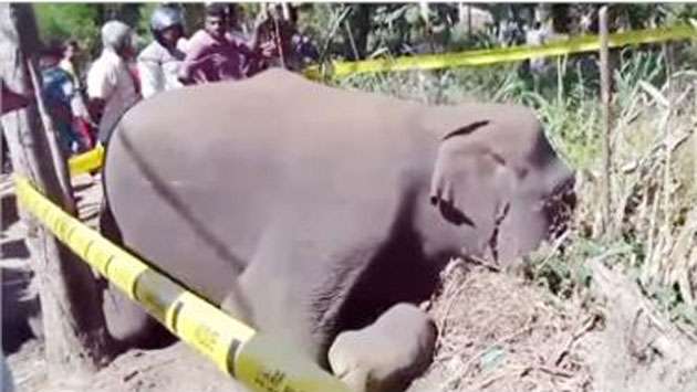 Jumbo electrocuted in Mahagodayaya, Buttala